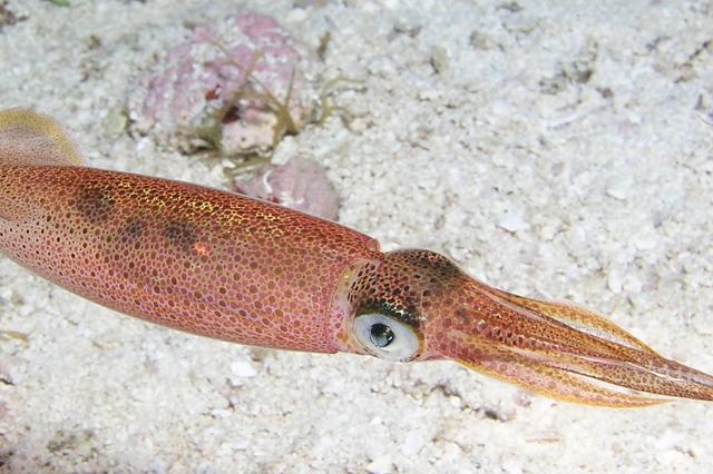 Lignja