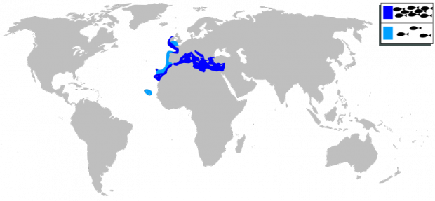 800px-Dentex_dentex_mapa.svg