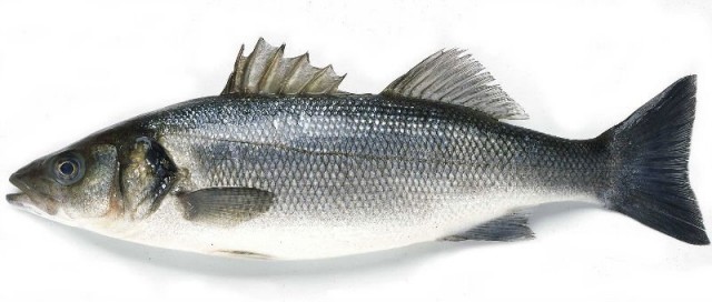 Dicentrarchus labrax