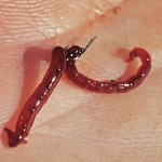 amerikanac-blood-worm