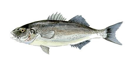 brancin-seabass