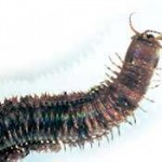 eunice gigantea