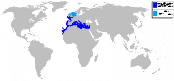 orada-komarca-Sparus_Aurata-mapa