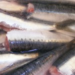 sardine-mamci-medium