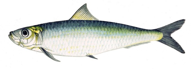 Sardina_pilchardus_Gervais
