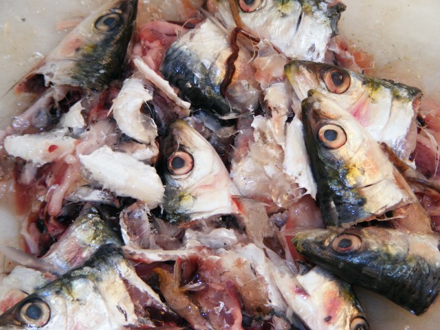 sardine mamci2